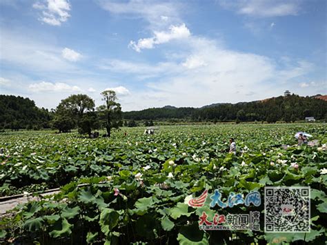 水果莲拓宽致富路 江西新闻网