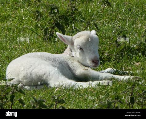 Little Lamb Sitting In Green Field Stock Photo Alamy