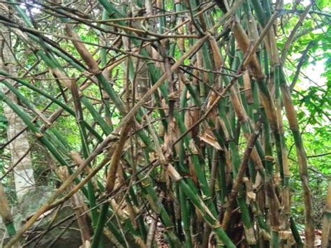 Spesies Bambu Baru Ditemukan Di Flores