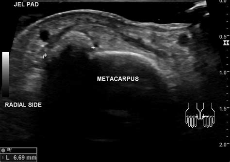 Images Radiopaedia Org