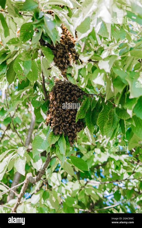 Swarming Bees New Young Bee Colony Stuck To Tree Branch Formation Of