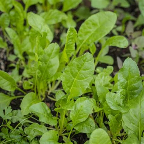 Growing and Cooking Sea Beet Greens - Forager | Chef