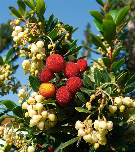 Arbutus Unedo Compacta Arbousier P Pini Res Ruiz