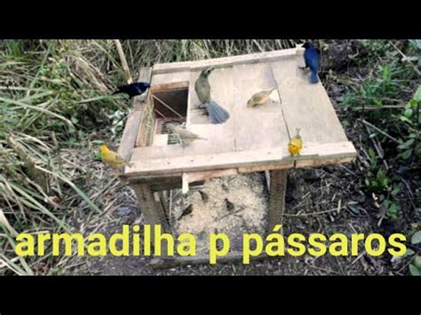 armadilha automática pra pássaros YouTube