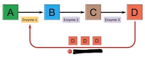 Chapter Amino Acids And Proteins Flashcards Quizlet