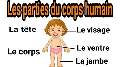 Les Parties Du Corps Humain Youtube