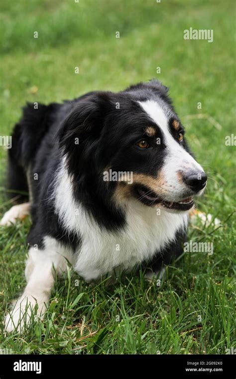 Charming black and white red tricolor border collie lies in park on ...