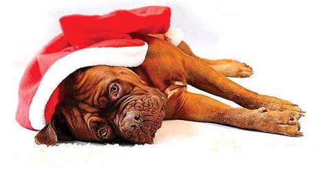 Best Christmas Dog Names – 115+ Joyful Ideas