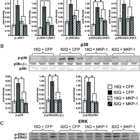 Pdf Map Kinase Phosphatase 1 Mkp 1dusp1 Is Neuroprotective In