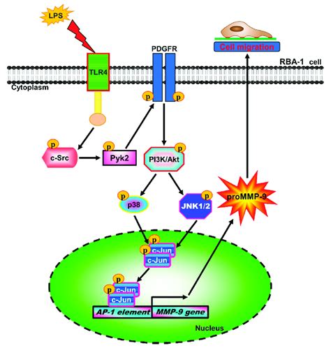 Schematic Signaling Pathways Were Involved In Mmp Expression And Cell