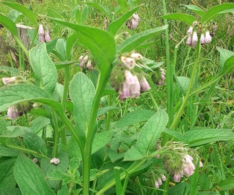 How To Make And Use Comfrey Oil And Its Uses