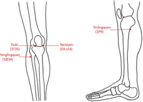 The picture of acupuncture points | Download Scientific Diagram