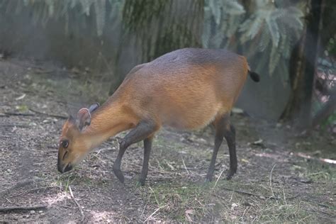 habitat africa  forest red flanked duiker zoochat