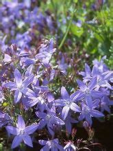 Campanule Des Murets Campanula Poscharskyana Le Jardin Du Pic Vert