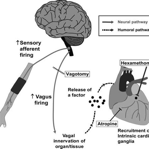 Bilateral Cervical Vagotomy Abrogates Dialysate Mediated Protection Of