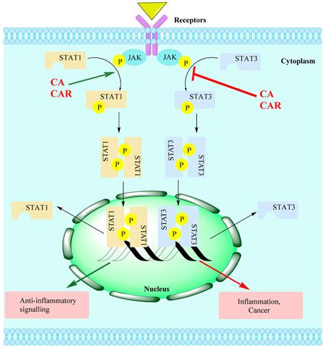 The JAK STAT Signalling Pathway Targets For CA CAR Several External