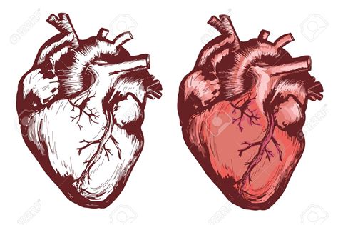 Human Heart Anatomy Drawing at GetDrawings | Free download