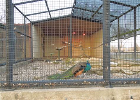 Best 7 Peacock Coop Design Ideas To Inspire You Bird Aviary Bird Houses Chickens Backyard