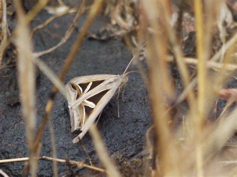 Moth Trigonodes Hyppasia Cramer Dinesh Valke Flickr