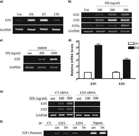 The Activating E2F Transcription Factors Are Transcriptionally Induced