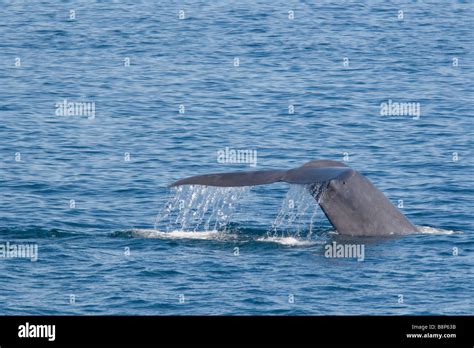 Blue Whale Fluke 2 Stock Photo - Alamy