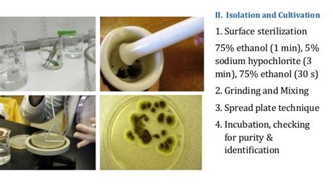 Antibacterial Activity Of Endophytic Fungi Isolated From Rhizophora M