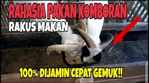 Cara Membuat Comboran Pakan Kambing Domba Bernutrisi Tinggi Cara Agar