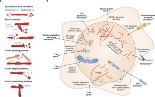 Nuclear Actin Filaments In Dna Repair Dynamics Nature Cell Biology