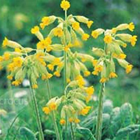 Buy Wildflower Plug Plant Collection Wildflowers For Attracting Bumble