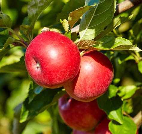 Crimson Crisp Apple Tree - Ison's Nursery & Vineyard