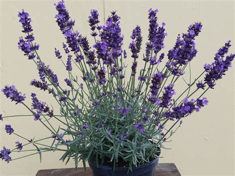 Lavandula Angustifolia ‚hidcote Blue‘ Lavendel Pflanzenhof Toskanapark