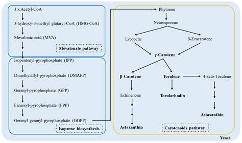 Ijms Free Full Text Biotechnological Production Of Carotenoids