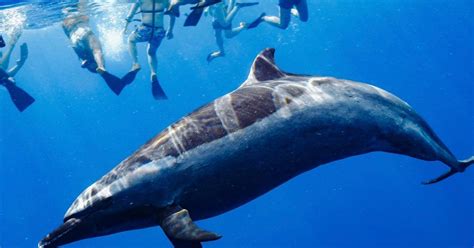 Oahu Nuota Con I Delfini Tour Di Snorkeling Con Le Tartarughe E