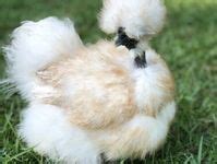 Naked Neck Silkie Ideas Silkies Chickens Silkie Chickens