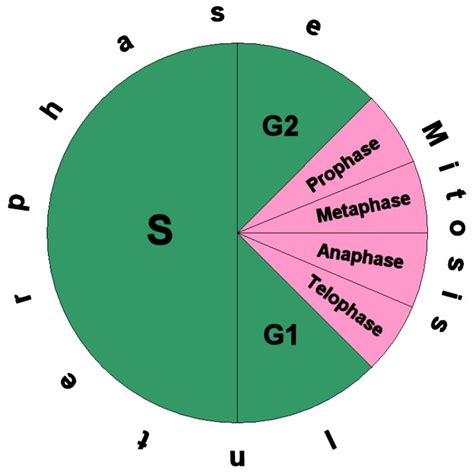 Cell Cycle Diagram - ClipArt Best