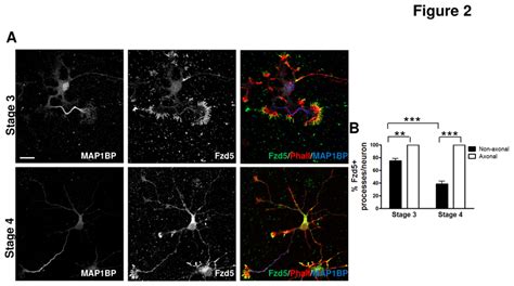 Fzd Polarizes Towards The Axon A Immunodetection Of Fzd In Neurons