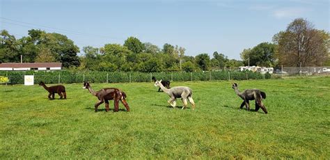 White Peak Alpaca Farm - Where To Go With Kids