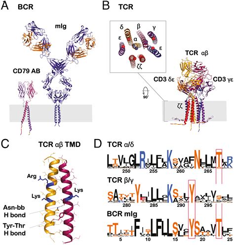 T Cell And B Cell Antigen Receptors Share A Conserved Core