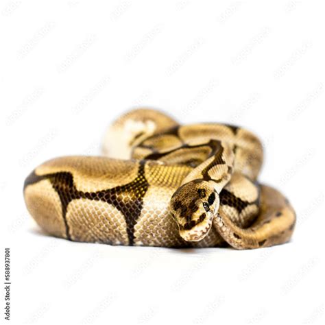 spider ball python stock photo adobe stock