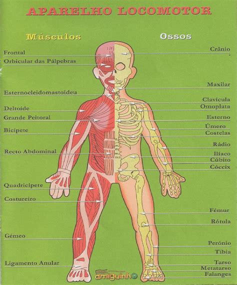 Anatomia Aparato Locomotor The Best Porn Website