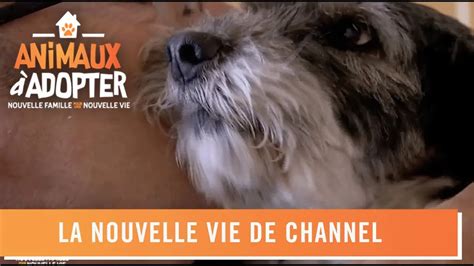 Replay Animaux Adopter Nouvelle Famille Pour Une Nouvelle Vie Du