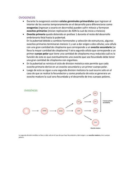 Gameto G Nesis Ovog Nesis Embriolog A Isabel Sfeir Udocz