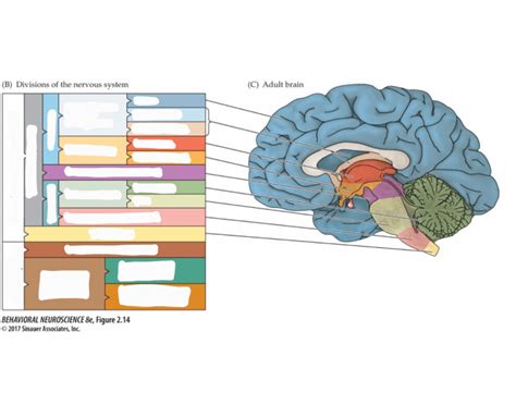 Major Divisions and Functions of the Brain Quiz