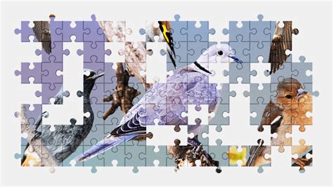 Birds - Jigsaw Puzzles Online