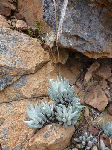 Variety Senecio Scaposus Scaposus Inaturalist