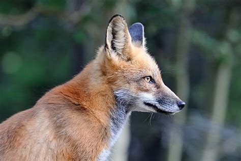 Fox Colorado Wildlife Red Fox Stock Photos Pictures And Royalty Free