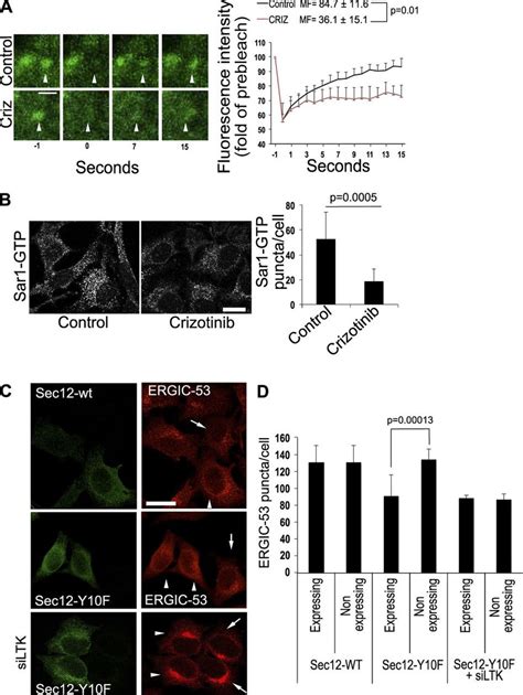 Ltk Regulates Sec12 Function A Frap Assay Of Hepg2 Cells Expressing Download Scientific