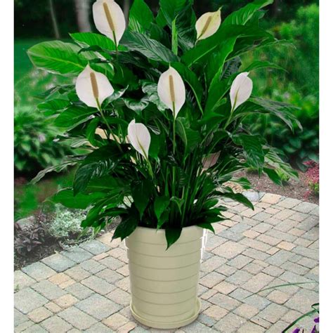 Indoor Plant Spathiphyllum Wallisii Peace Lily Shopee Malaysia