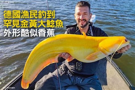 德國漁民釣到罕見金黃大鯰魚 外形酷似香蕉｜大紀元時報 香港｜獨立敢言的良心媒體