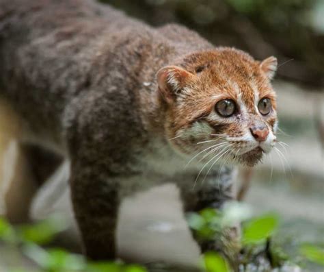 Kucing Hutan Malaysia Gambar 2025 • Semuanya Tentang Kucing